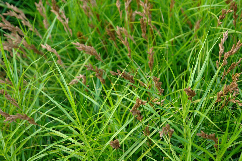 Carex muskingumensis