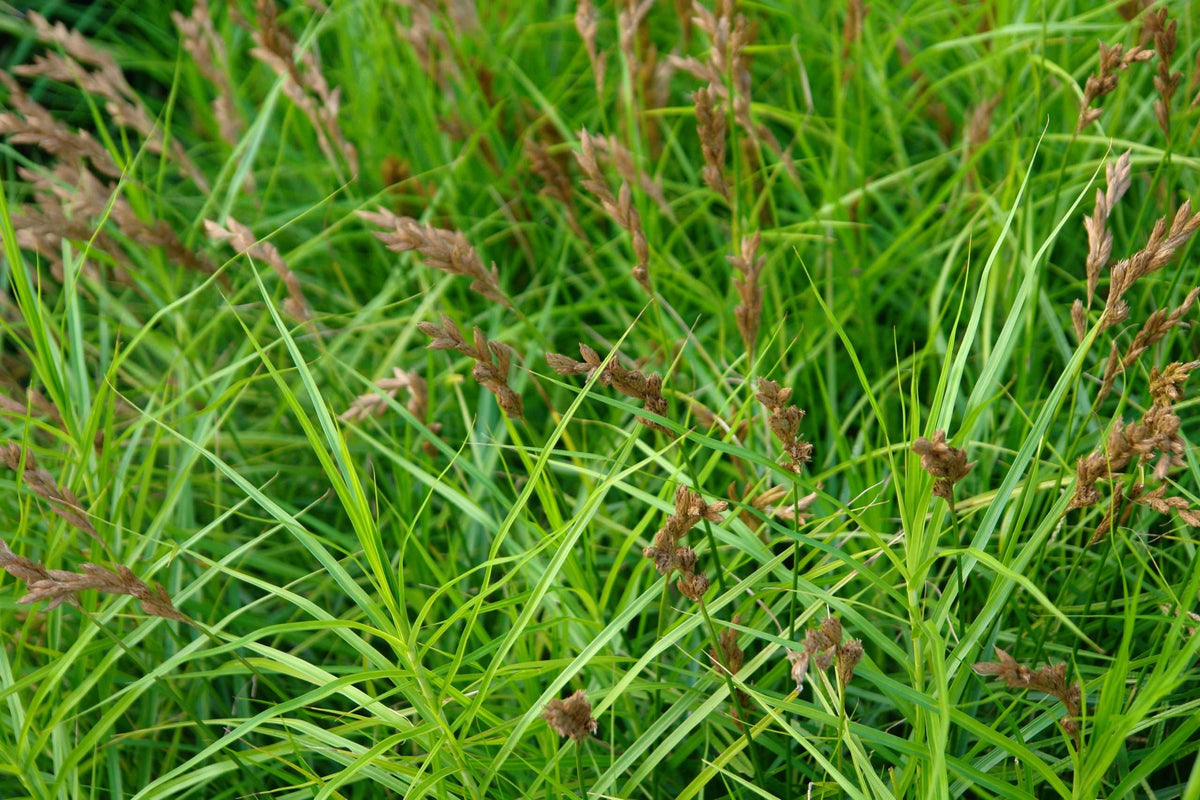 Carex muskingumensis