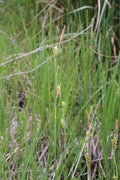 Carex panicea