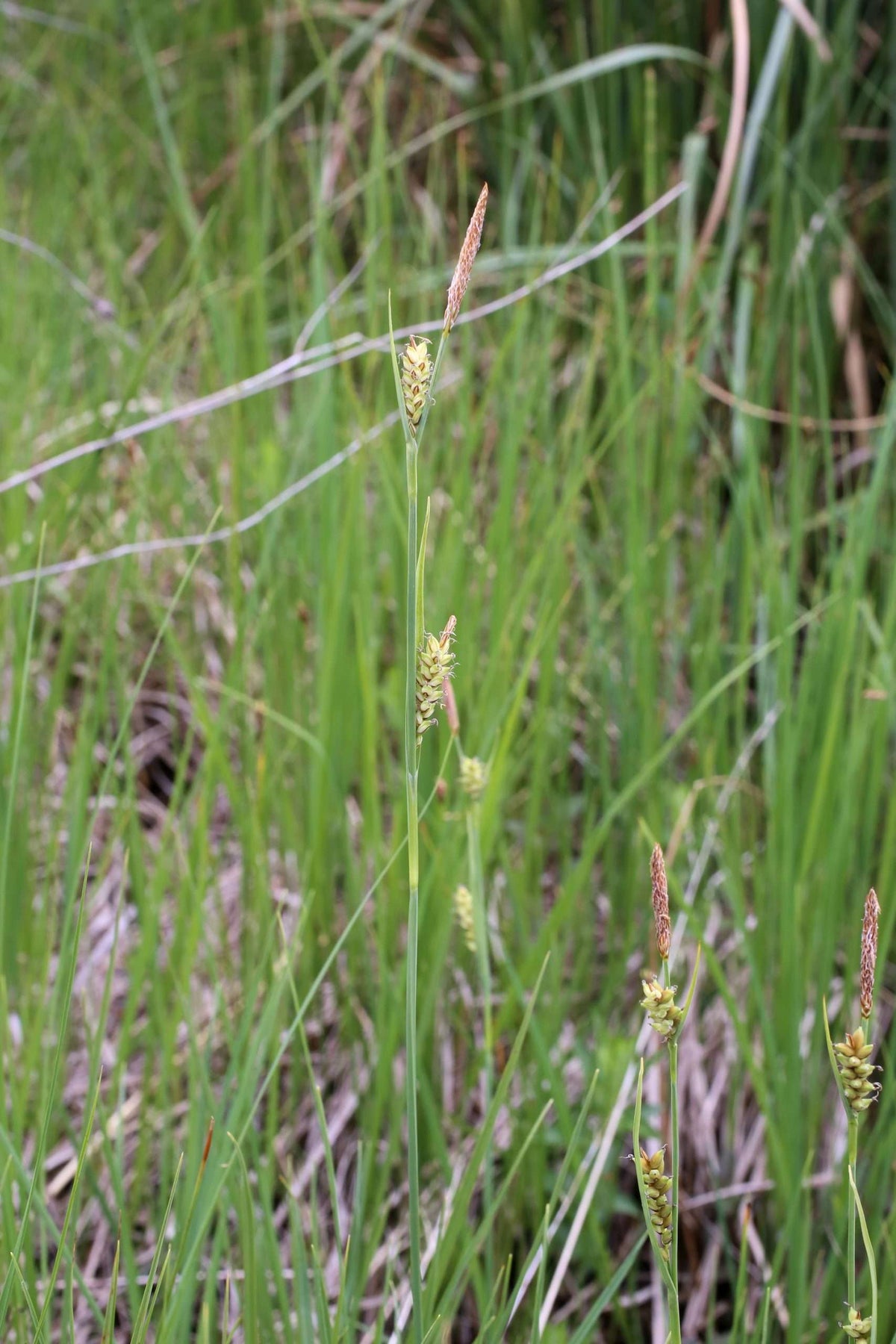 Carex panicea