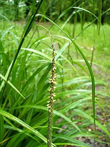 Carex pendula