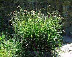 Carex pendula