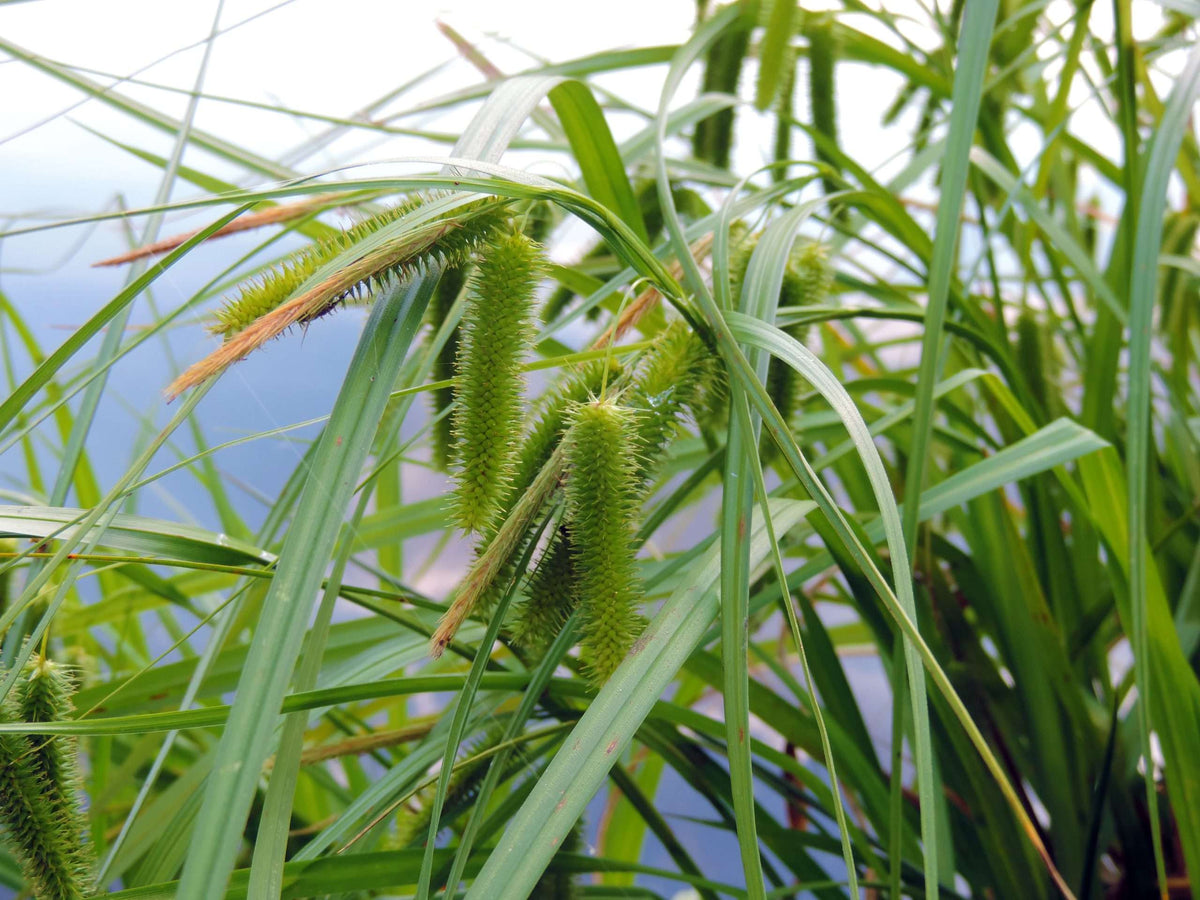 Carex pseudocyperus