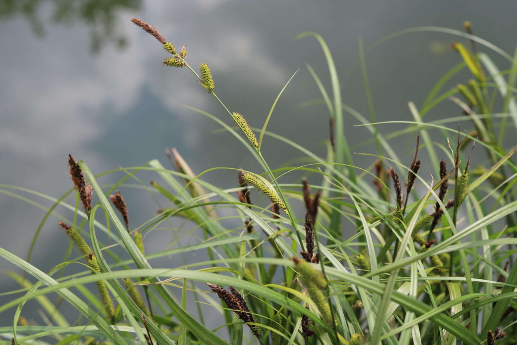 Carex riparia