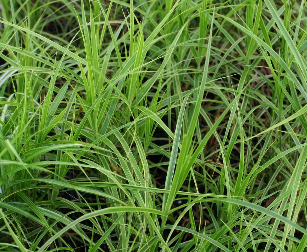 Carex muskingumensis (Oehm)