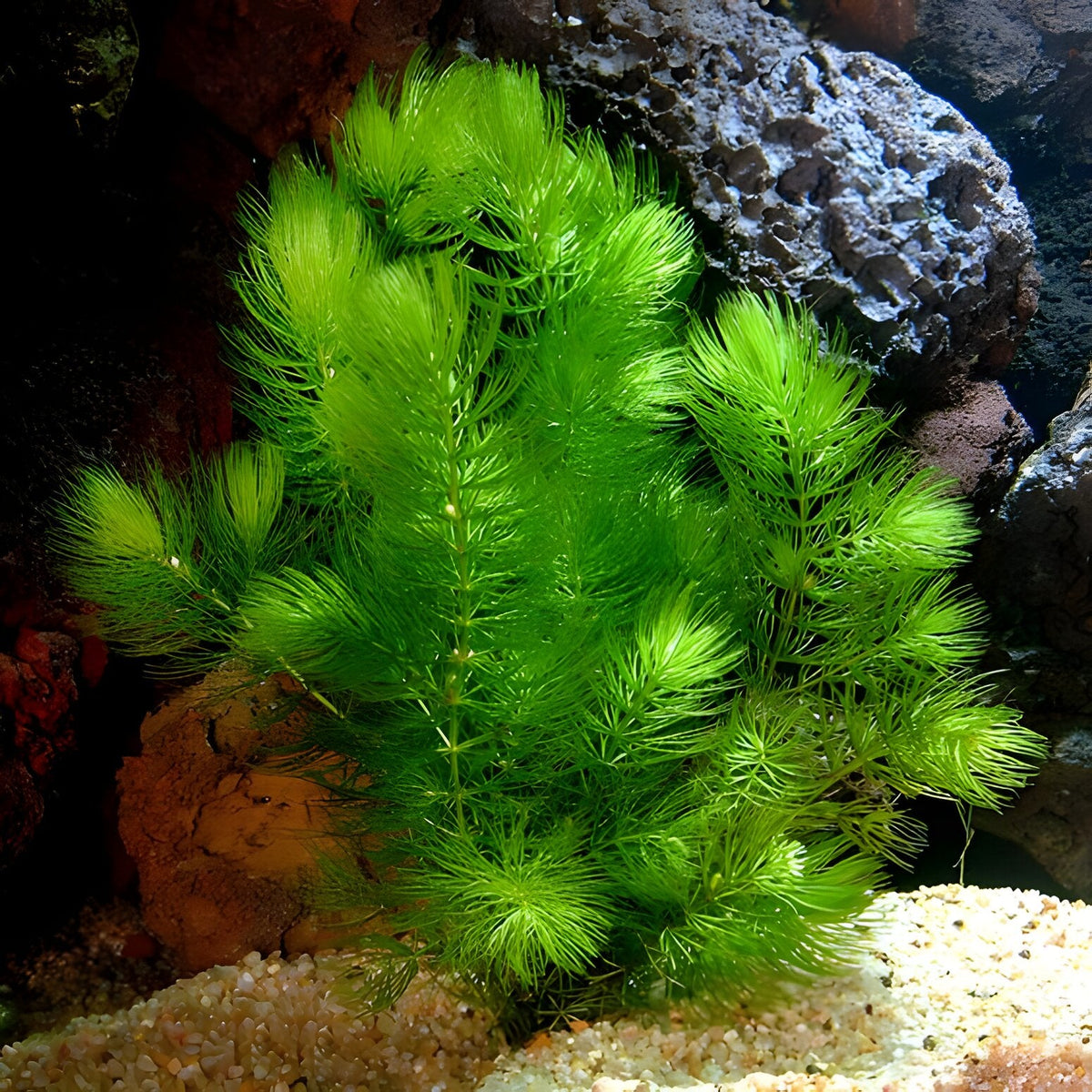 Ceratophyllum demersum