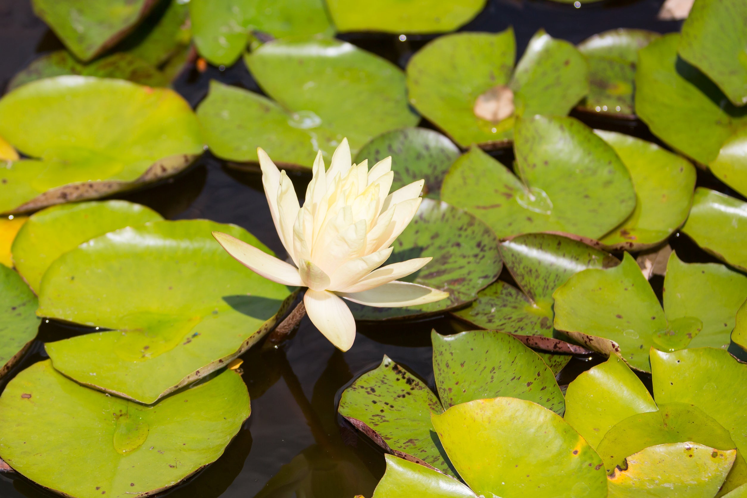 Nymphaea 'Charlene Strawn'