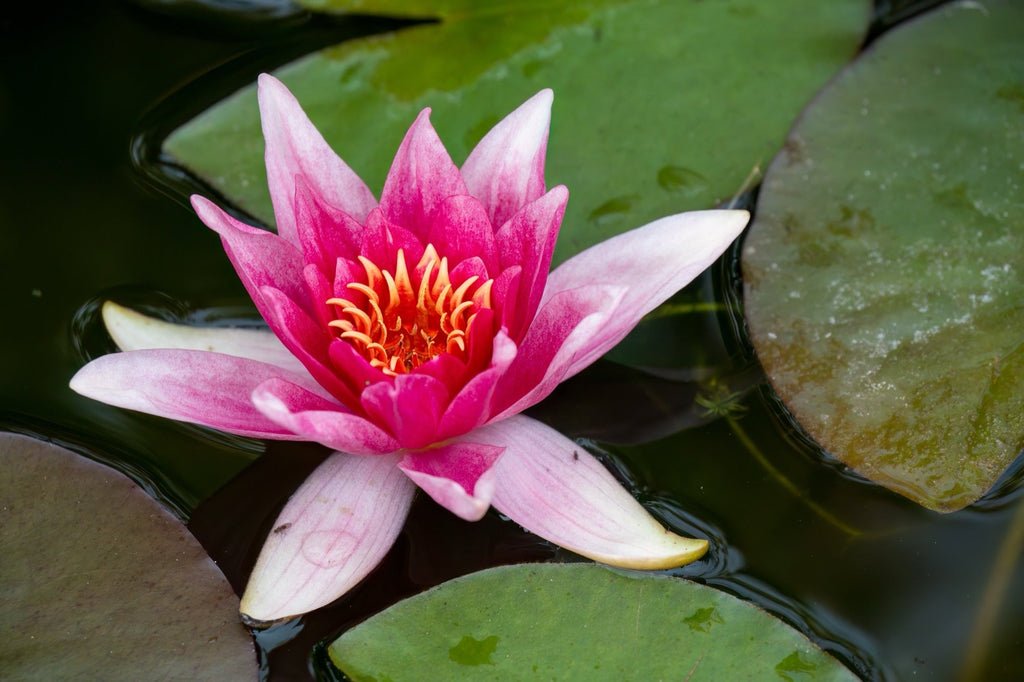 Nymphaea 'Charles de Meurville'