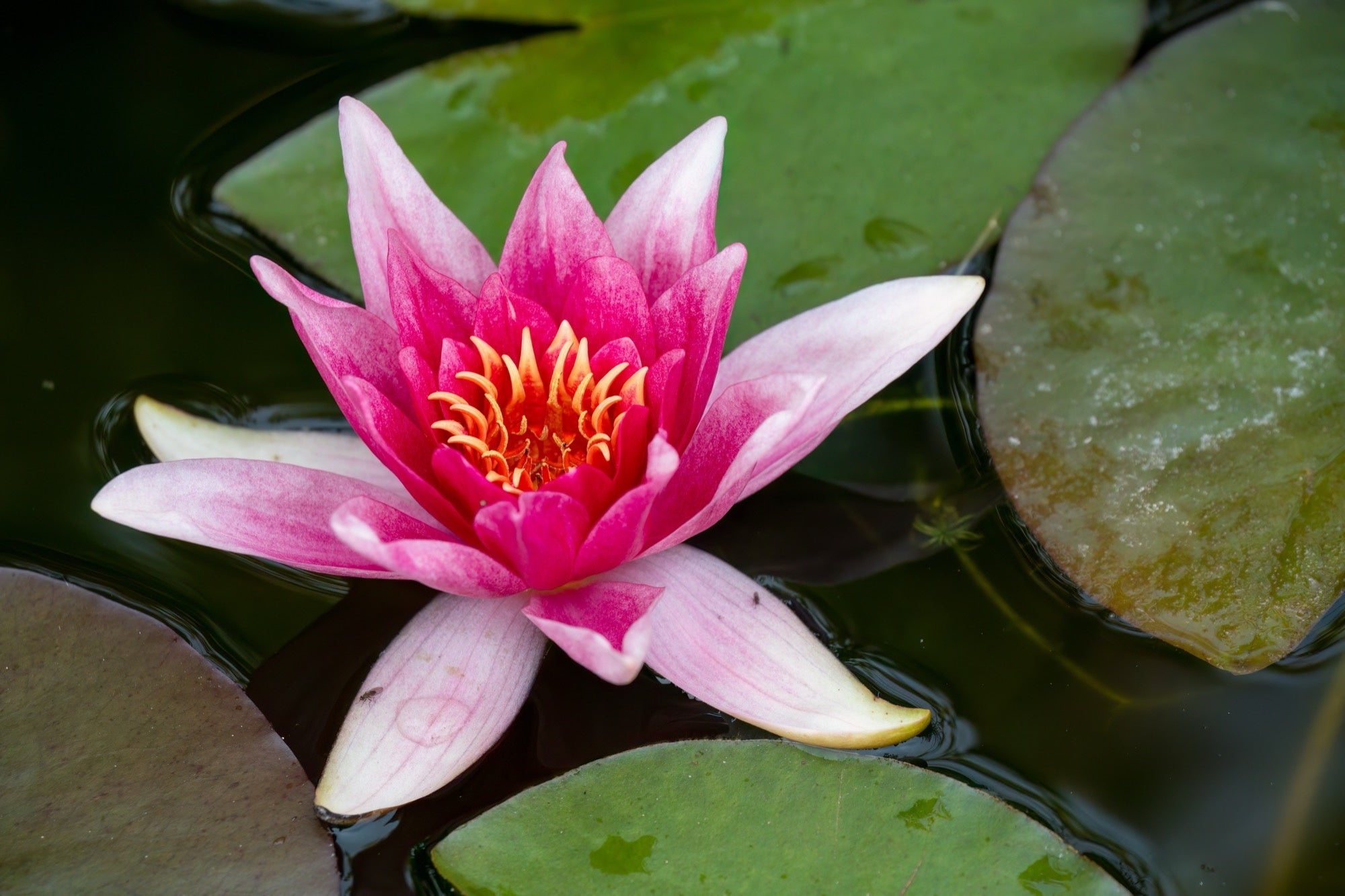 Nymphaea 'Charles de Meurville'
