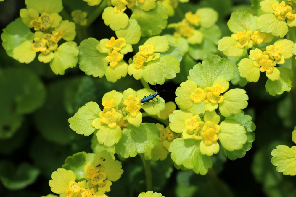 Chrysosplenium alternifolium