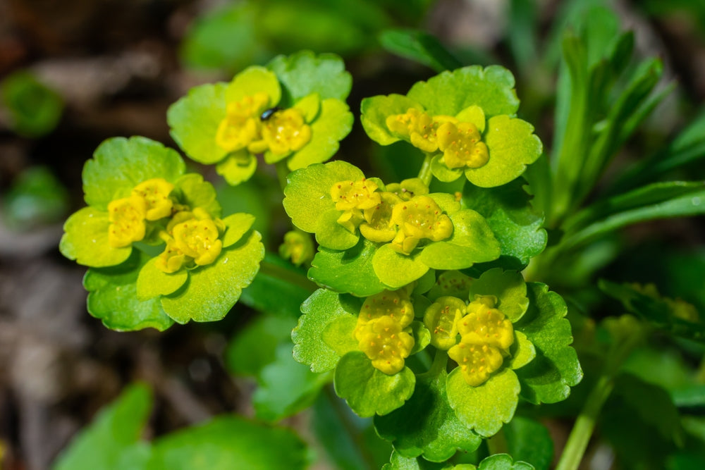 Chrysosplenium alternifolium