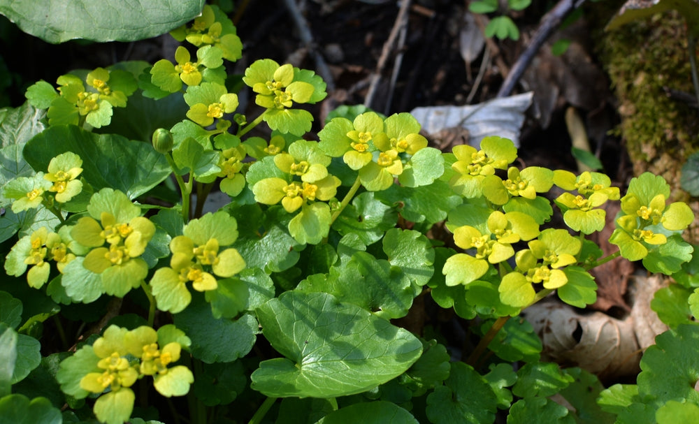 Chrysosplenium alternifolium