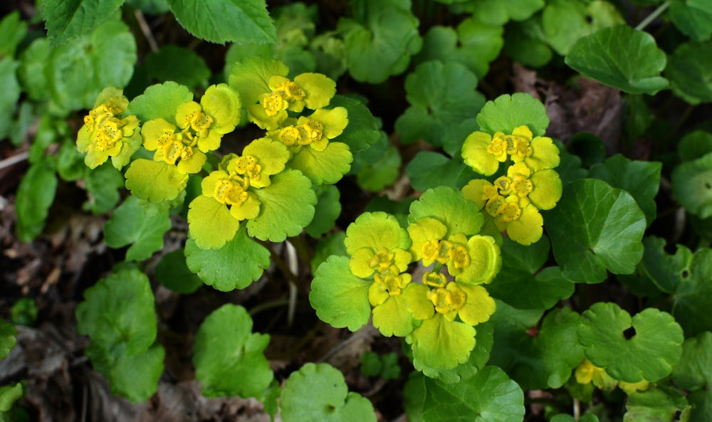Chrysosplenium alternifolium