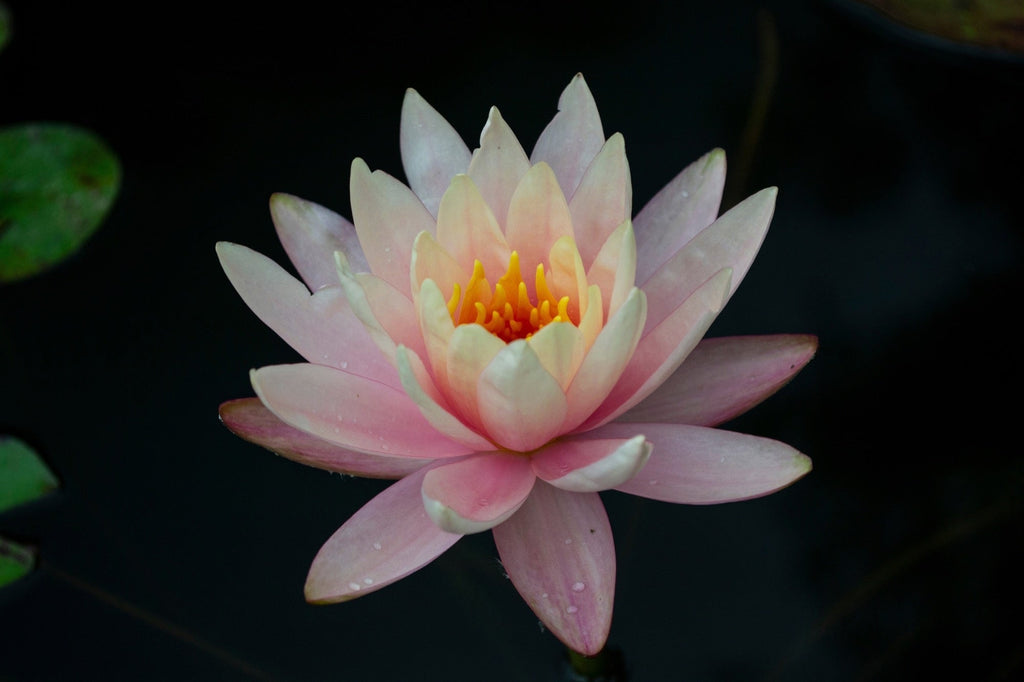Nymphaea 'Clyde Ikins'