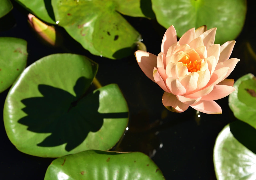 Nymphaea 'Clyde Ikins'