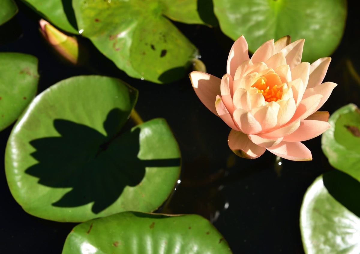 Nymphaea 'Clyde Ikins'