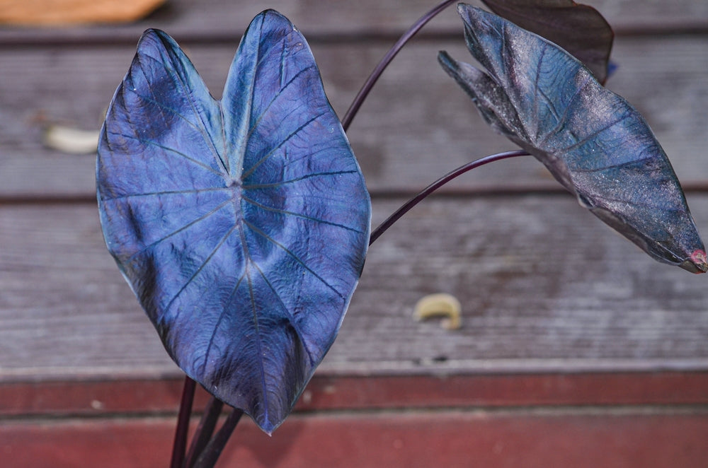 Colocasia 'Black Ripple'
