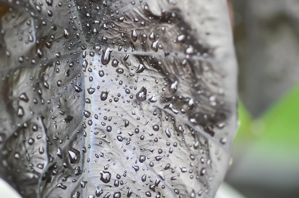 Colocasia 'Black Ripple'