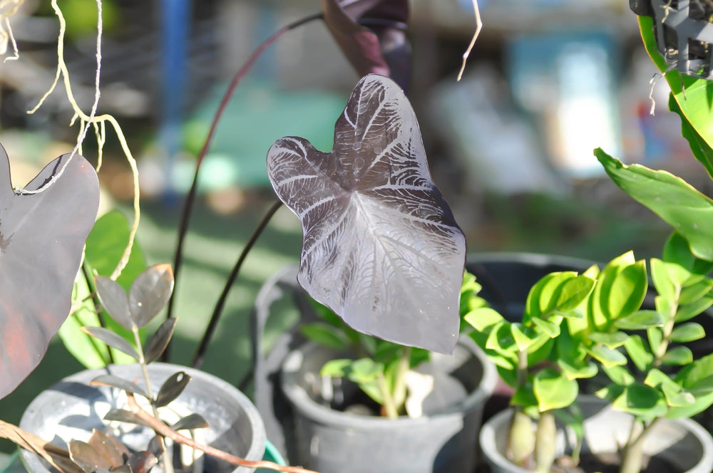 Colocasia 'Black Ripple'