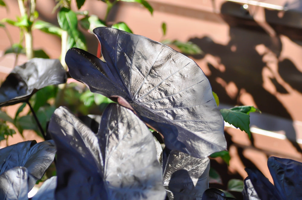 Colocasia 'Black Ripple'