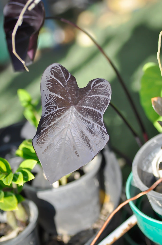 Colocasia 'Black Ripple'