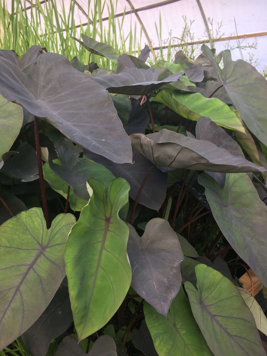 Colocasia esculenta 'Black Magic'