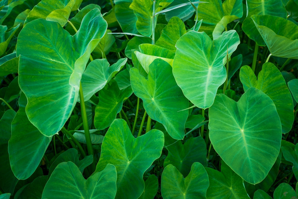 Colocasia esculenta 'Rubra'