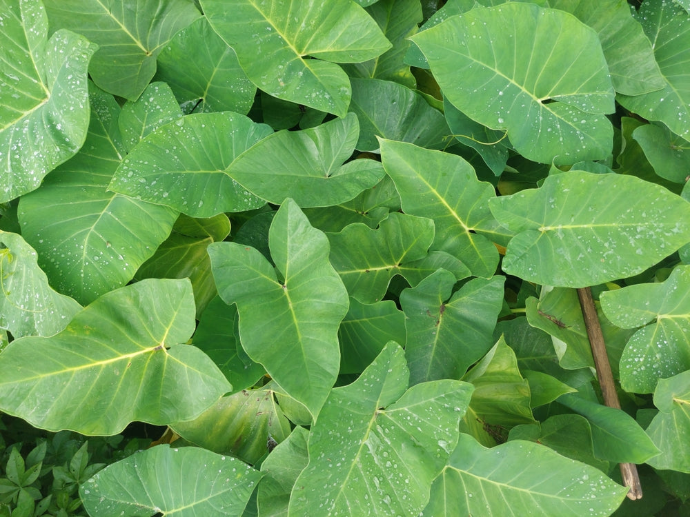 Colocasia esculenta 'Rubra'