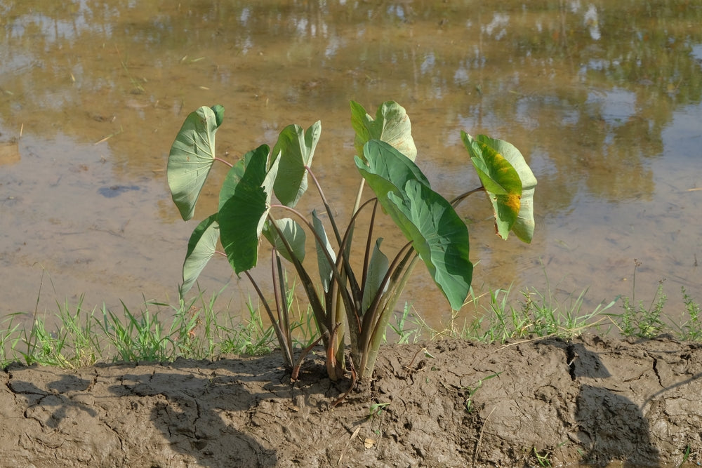 Colocasia esculenta 'Rubra'