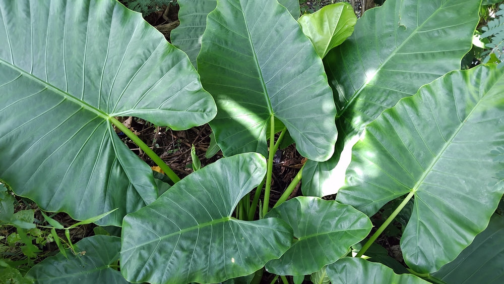 Colocasia esculenta 'Rubra'