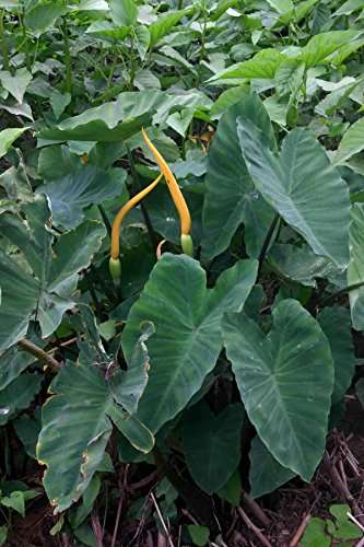 Colocasia esculenta 'Rubra'