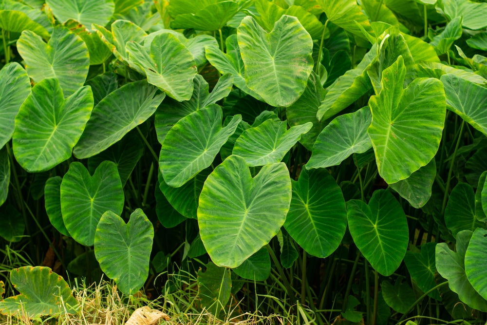 Colocasia 'N. Gigante'