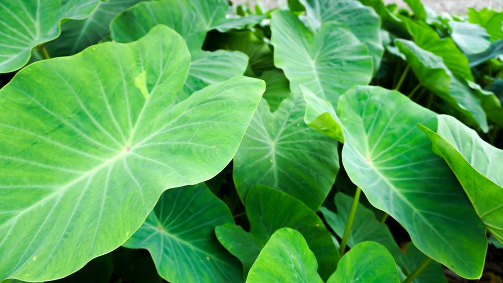 Colocasia 'N. Gigante'