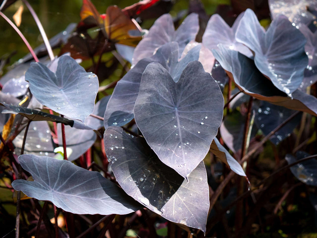Colocasia esculenta 'Black Magic'