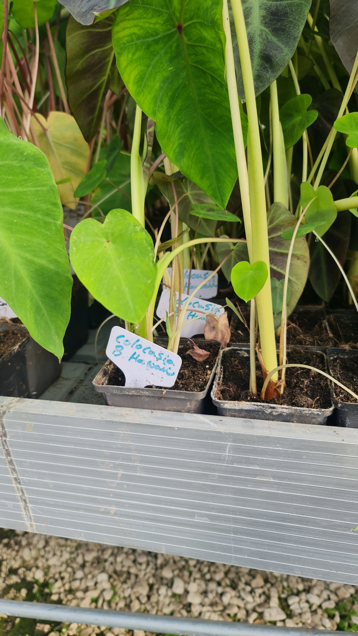 Colocasia 'Black Hawaii'