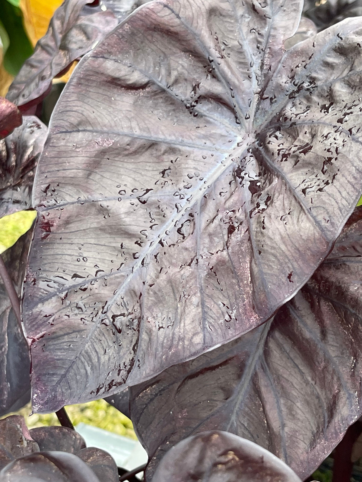 Colocasia rubra 'Black Coral'