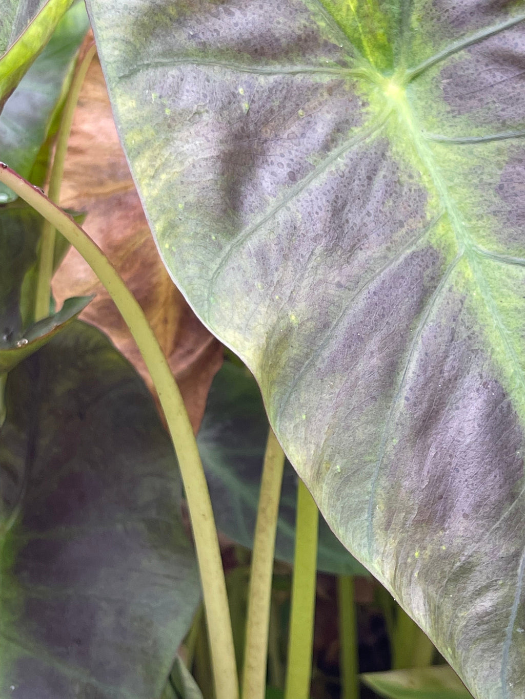 Colocasia 'Black Hawaii'