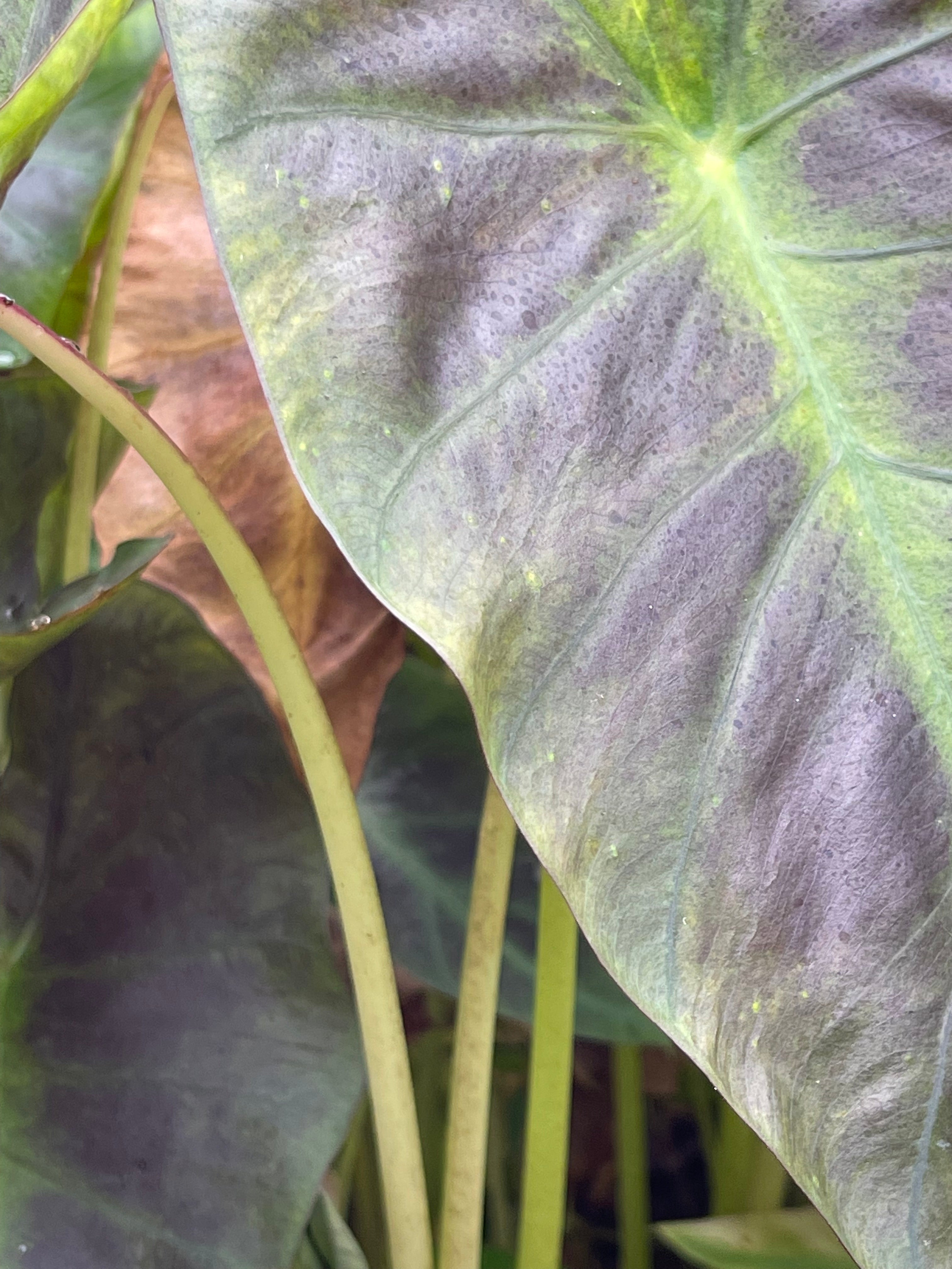 Colocasia 'Black Hawaii'