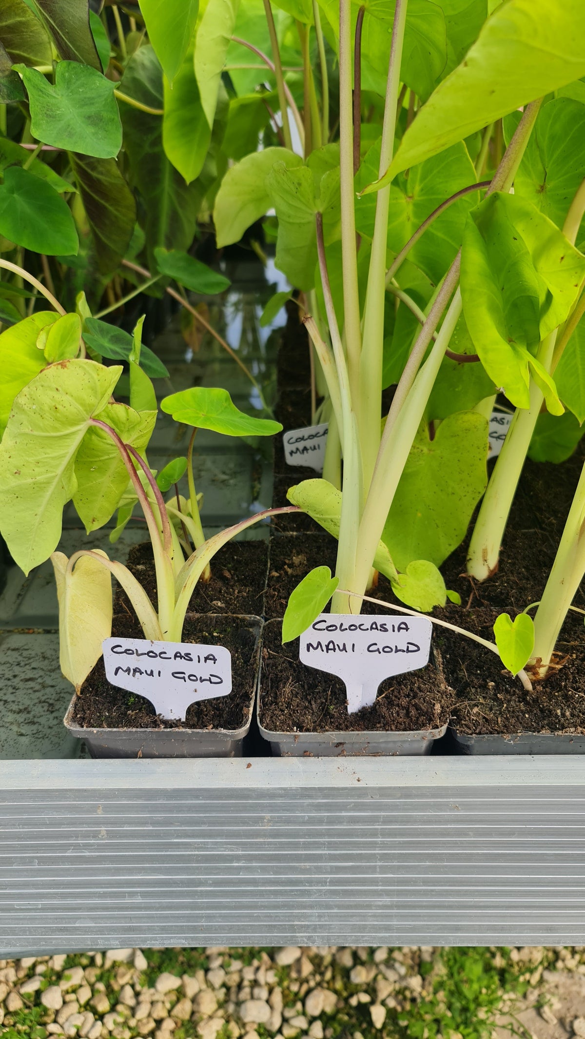 Colocasia 'Maui Gold'