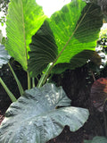 Colocasia 'Metallica'