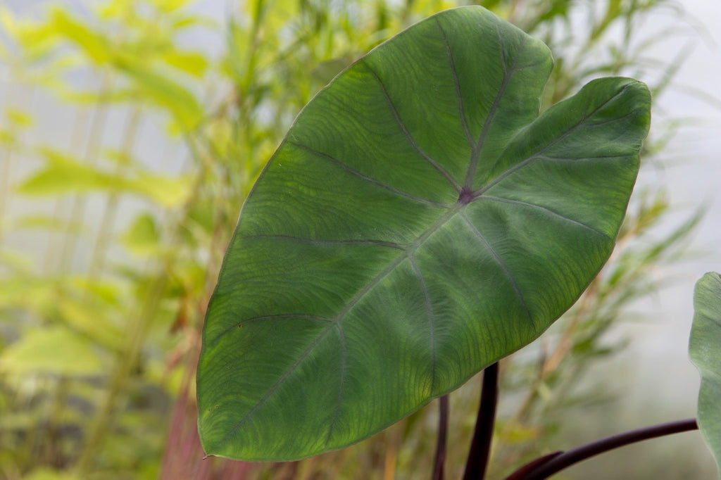 Colocasia 'Metallica'