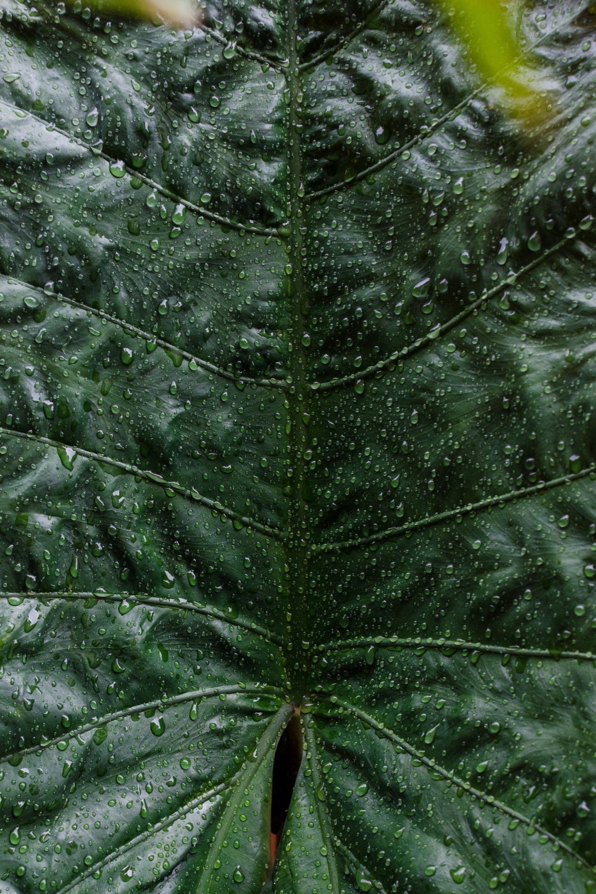 Colocasia 'Metallica'