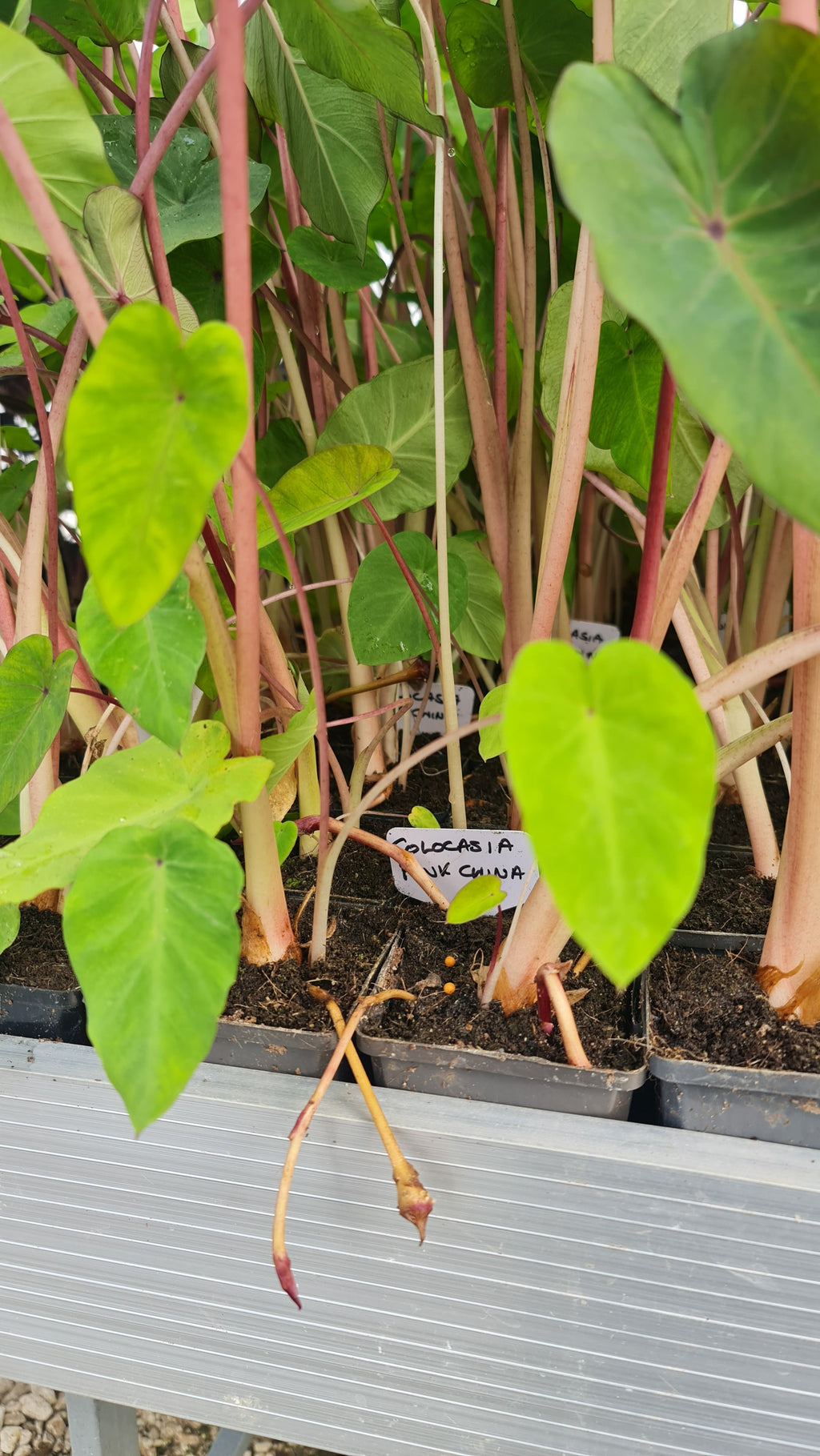 Colocasia 'Pink China'