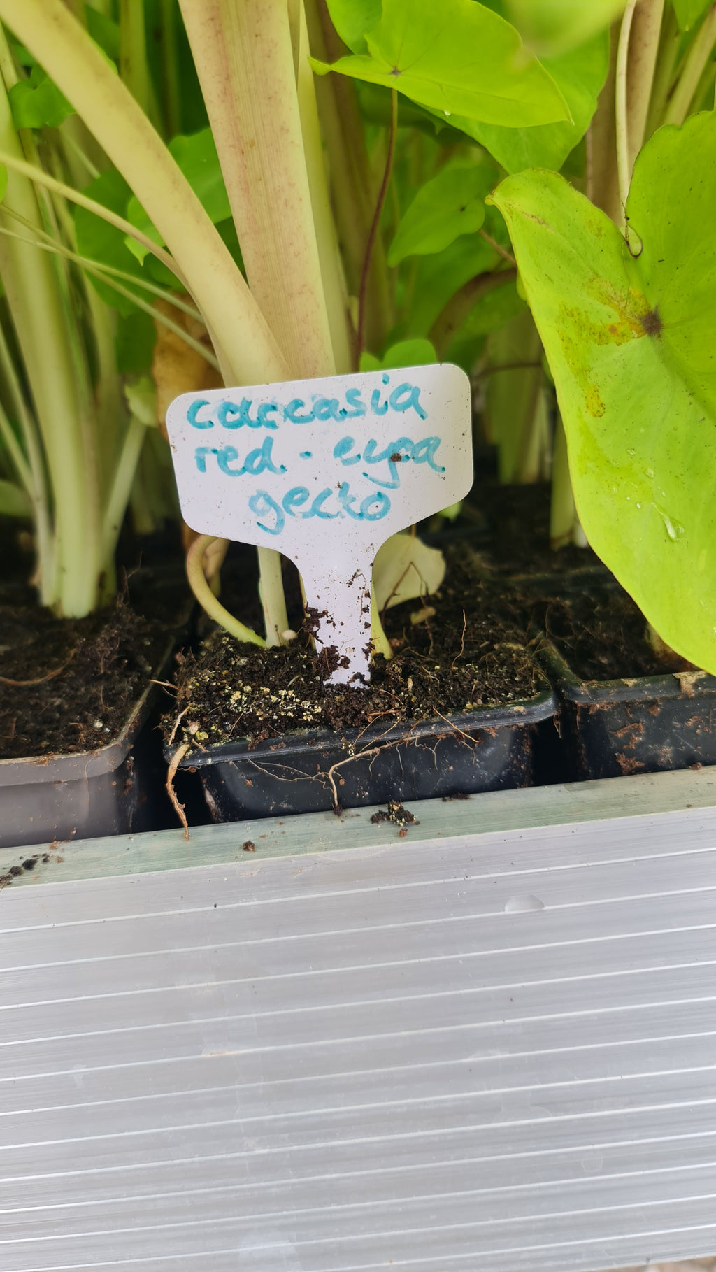 Colocasia 'Red-eyed Gecko'