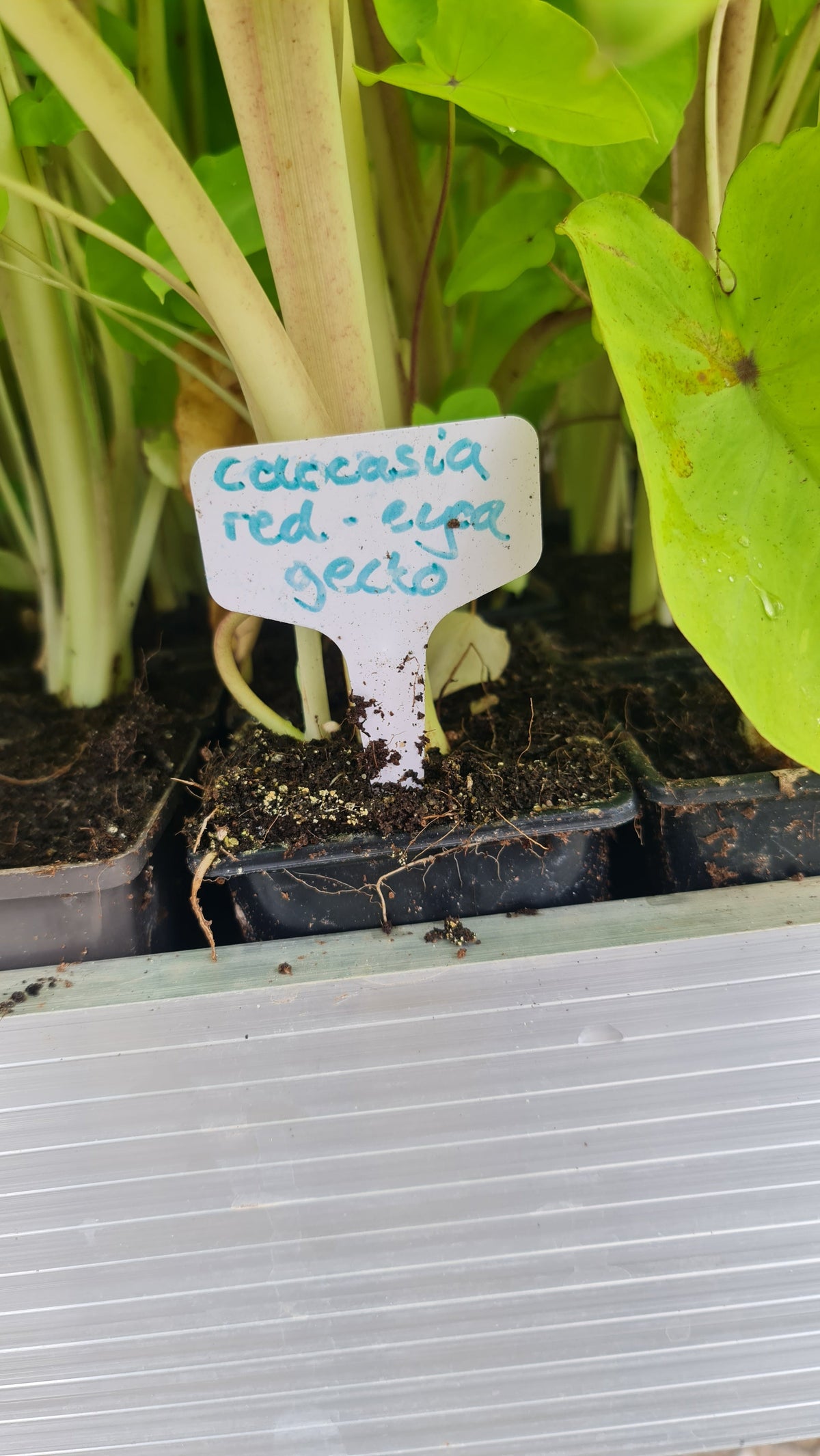Colocasia 'Red-eyed Gecko'
