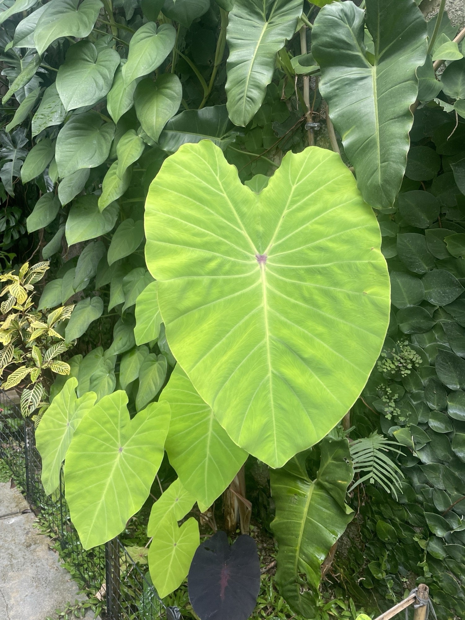 Colocasia 'Red-eyed Gecko'