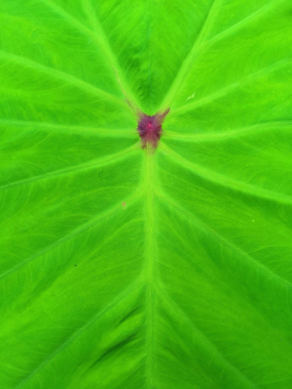 Colocasia 'Red-eyed Gecko'