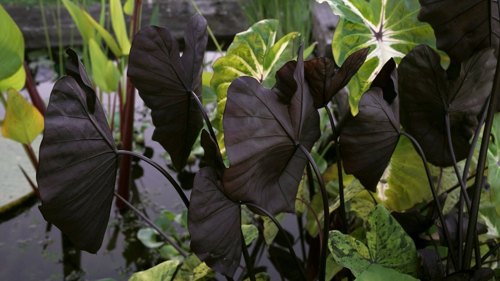 Colocasia rubra 'Black Coral'
