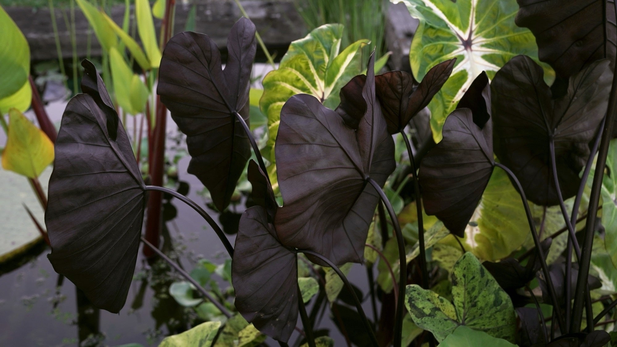 Colocasia rubra 'Black Coral'