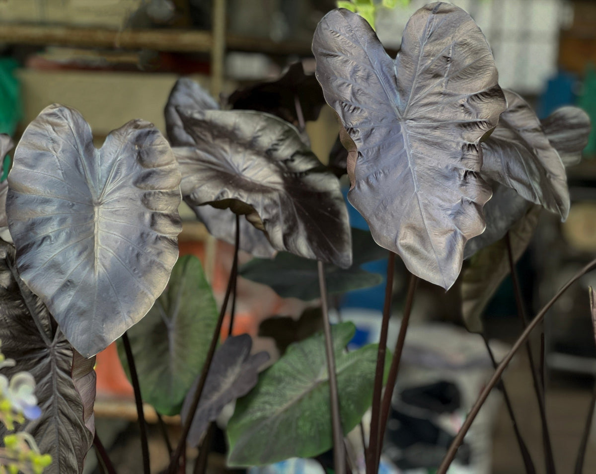 Colocasia rubra 'Black Coral'